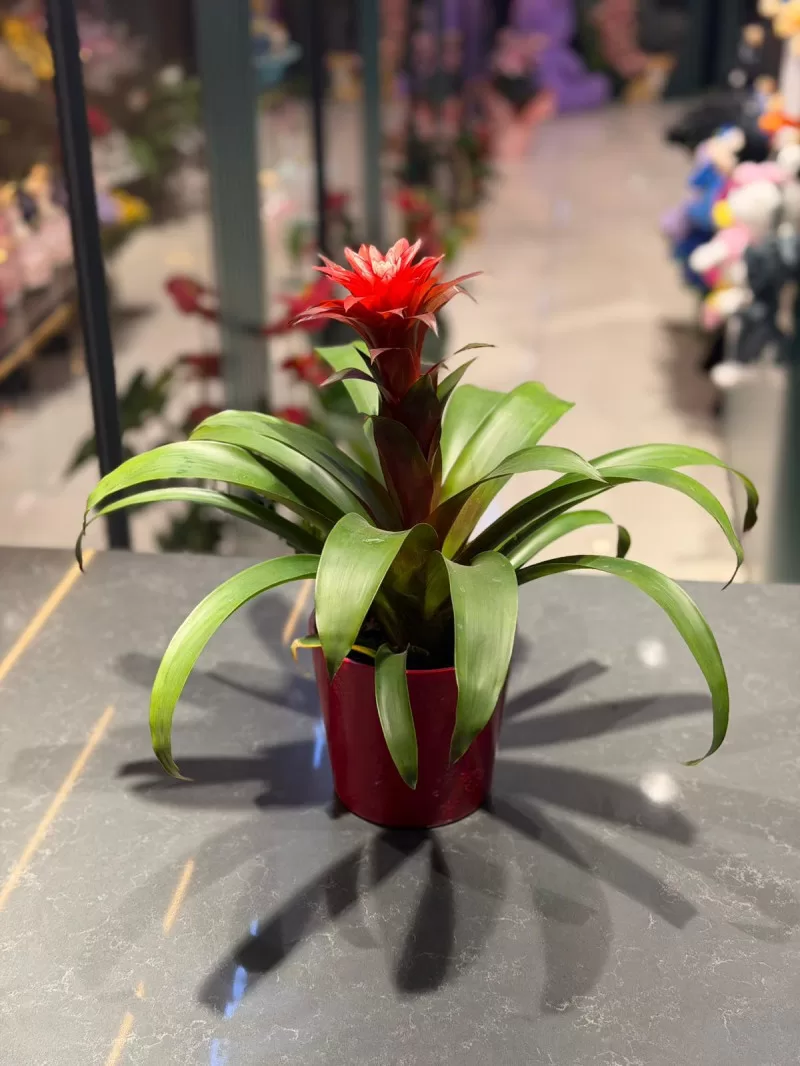 Vazoda Guzmania