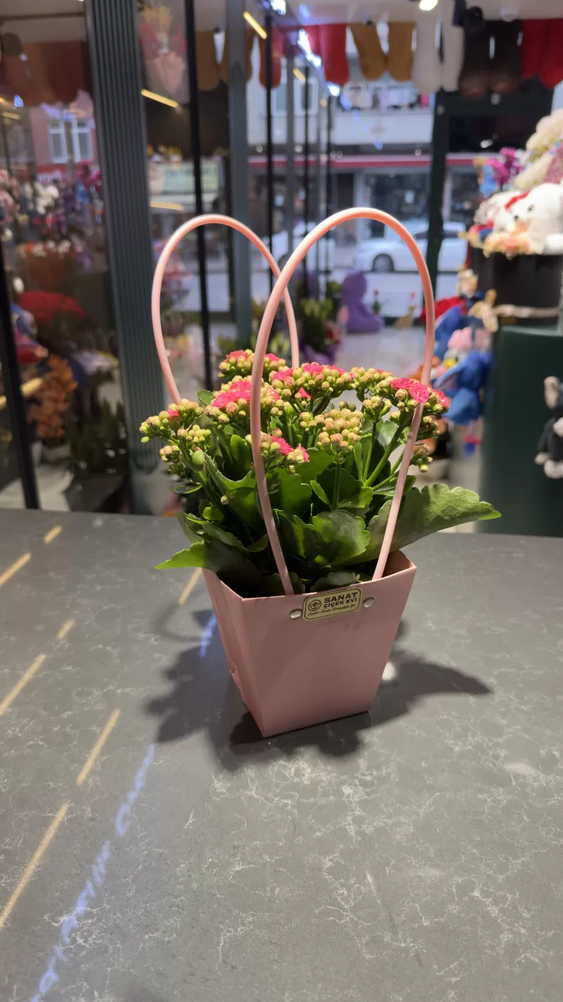 Pembe Çantada Fuşya Kalanchoe
