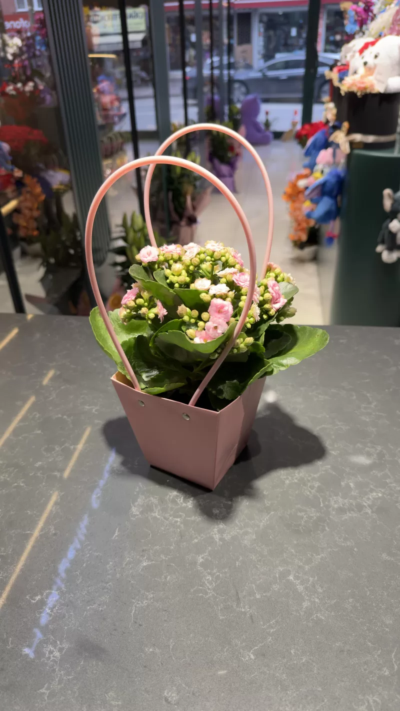 Pembe Çantada Pembe Kalanchoe