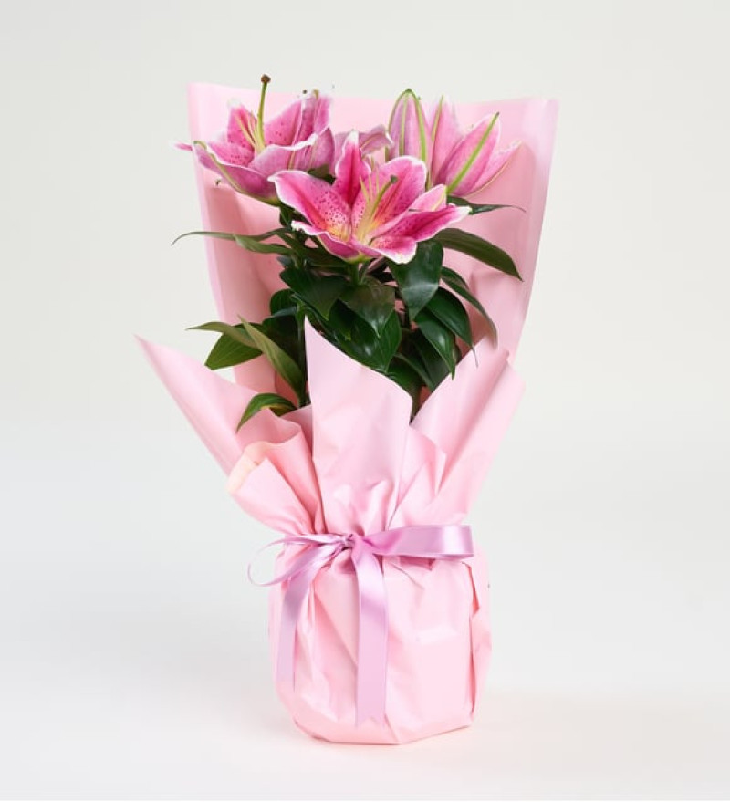 Pembe Saksida Lİlyum